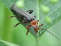 Weichkäfer, Cantharis livida
