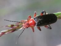 Weichkäfer, Cantharis livida