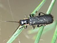 Dunkler Fliegenkäfer, Cantharis obscura