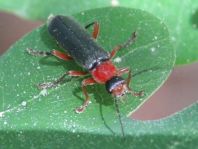 Cantharis pellucida