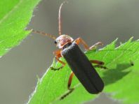 Cantharis nigricans