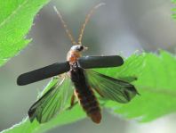 Cantharis nigricans