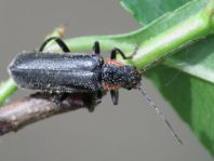 Dunkler Fliegenkäfer, Cantharis obscura