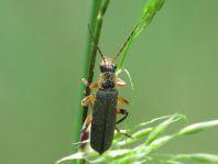 Cantharis nigricans