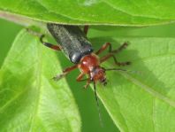 Weichkäfer, Cantharis livida
