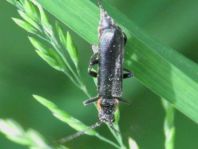 Dunkler Fliegenkäfer, Cantharis obscura