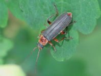 Cantharis nigricans