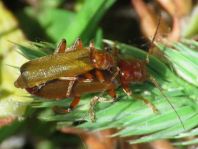 Cantharis cryptica
