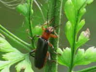 Weichkäfer, Cantharis livida