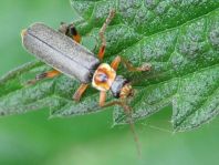 Cantharis nigricans