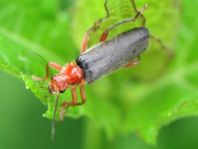 Weichkäfer, Cantharis livida
