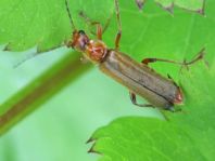 Cantharis cryptica
