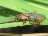 Weichkäfer, Cantharis lateralis