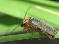Weichkäfer, Cantharis lateralis