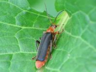 Weichkäfer, Cantharis livida
