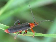 Weichkäfer, Cantharis livida