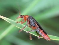 Weichkäfer, Cantharis livida