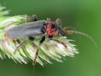 Cantharis fusca, Gemeiner Weichkäfer