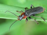 Cantharis fusca, Gemeiner Weichkäfer