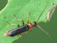 Cantharis fulvicollis