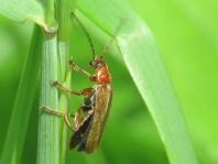 Cantharis cryptica