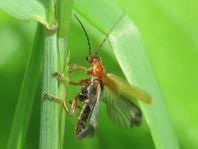 Cantharis cryptica