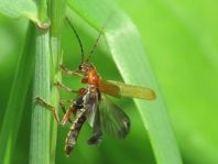 Cantharis cryptica