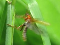 Cantharis cryptica