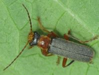 Weichkäfer, Cantharis lateralis