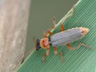 Weichkäfer, Cantharis lateralis