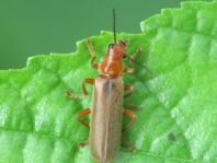 Cantharis rufa
