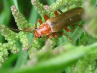 Cantharis rufa