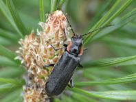 Dunkler Fliegenkäfer, Cantharis obscura