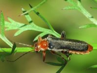 Weichkäfer, Cantharis livida