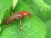 Cantharis rufa
