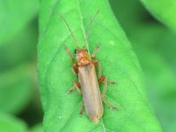 Cantharis rufa