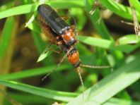 Cantharis fulvicollis