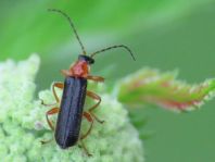 Cantharis thoracica