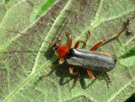 Cantharis fulvicollis