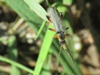 Cantharis nigricans