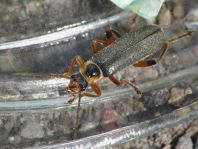 Cantharis nigricans