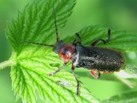 Cantharis rustica