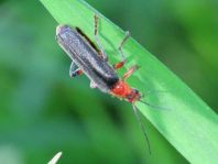 Weichkäfer, Cantharis livida