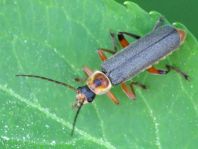 Cantharis nigricans
