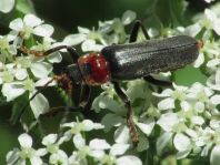 Cantharis fusca, Gemeiner Weichkäfer