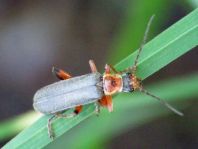 Cantharis nigricans