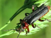Cantharis rustica