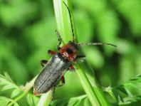 Cantharis rustica
