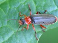 Cantharis pellucida