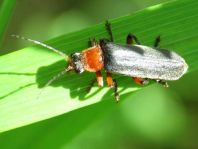 Cantharis pellucida